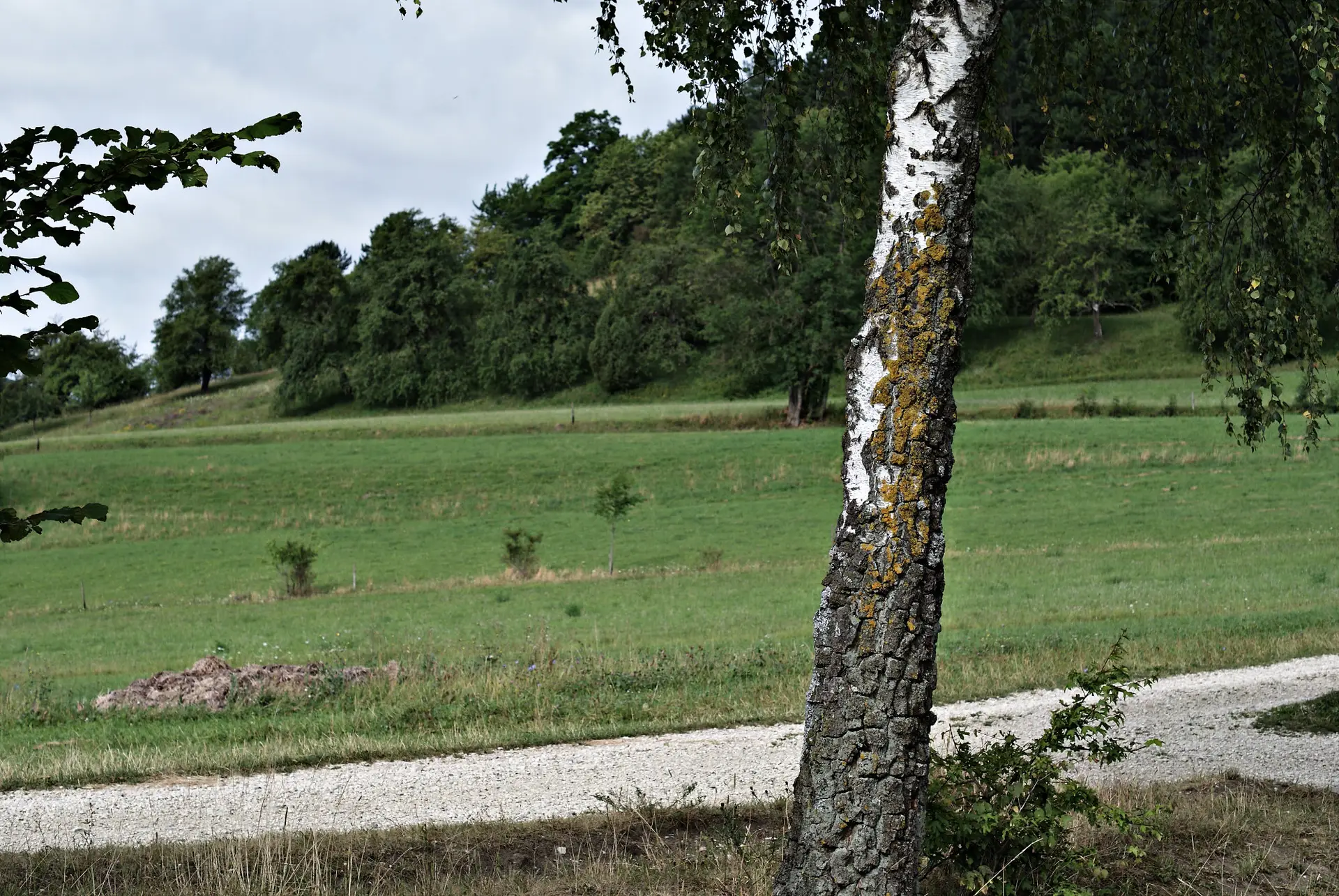 Birke