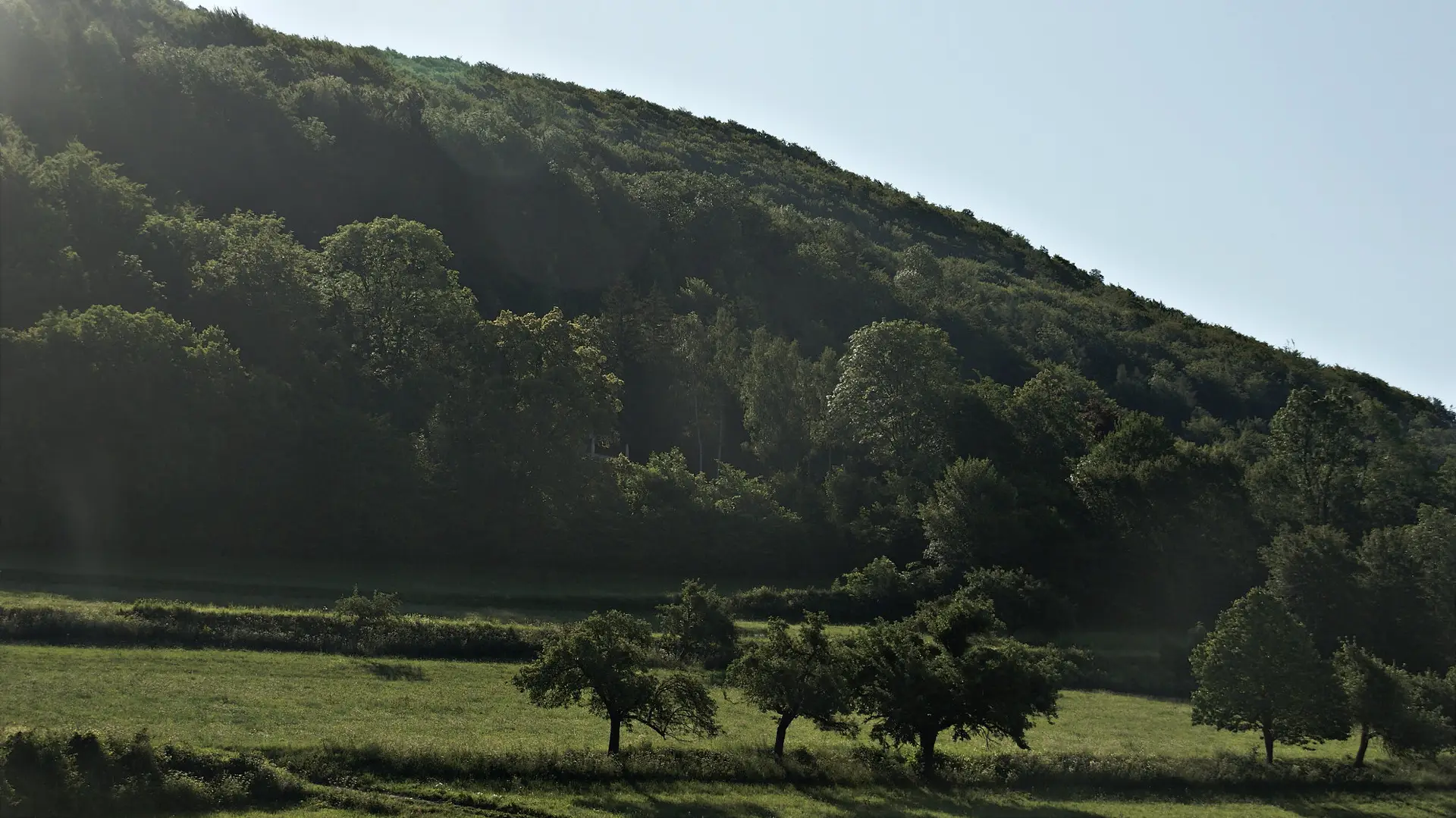 Wald