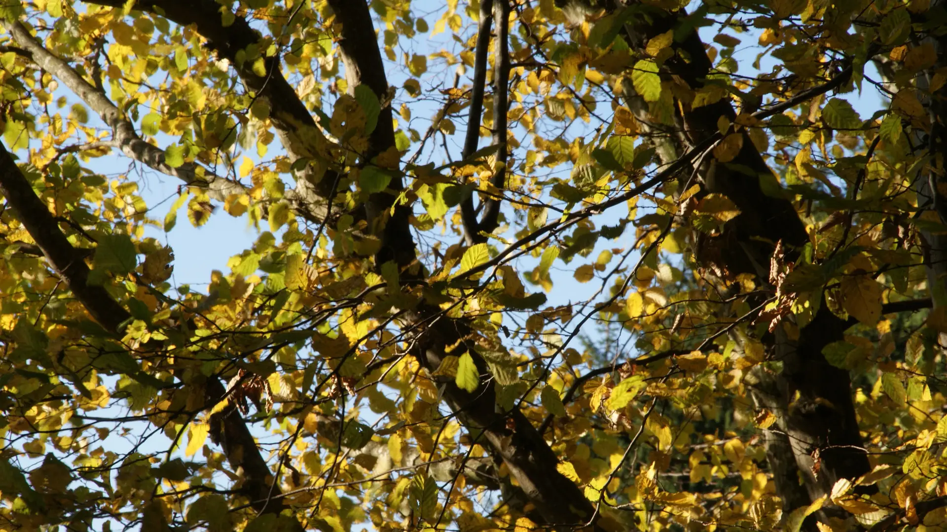 Herbstlaub
