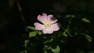 Heckenrose