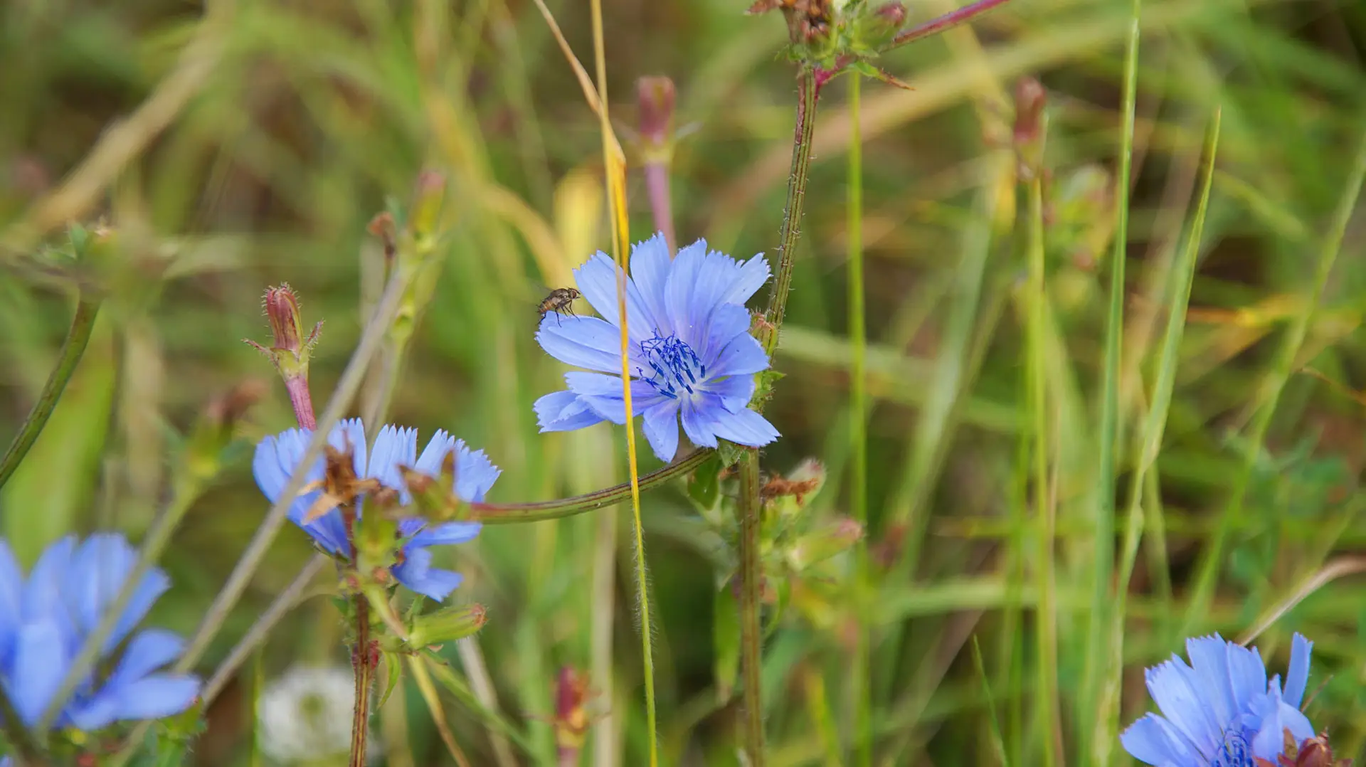 Kornblume