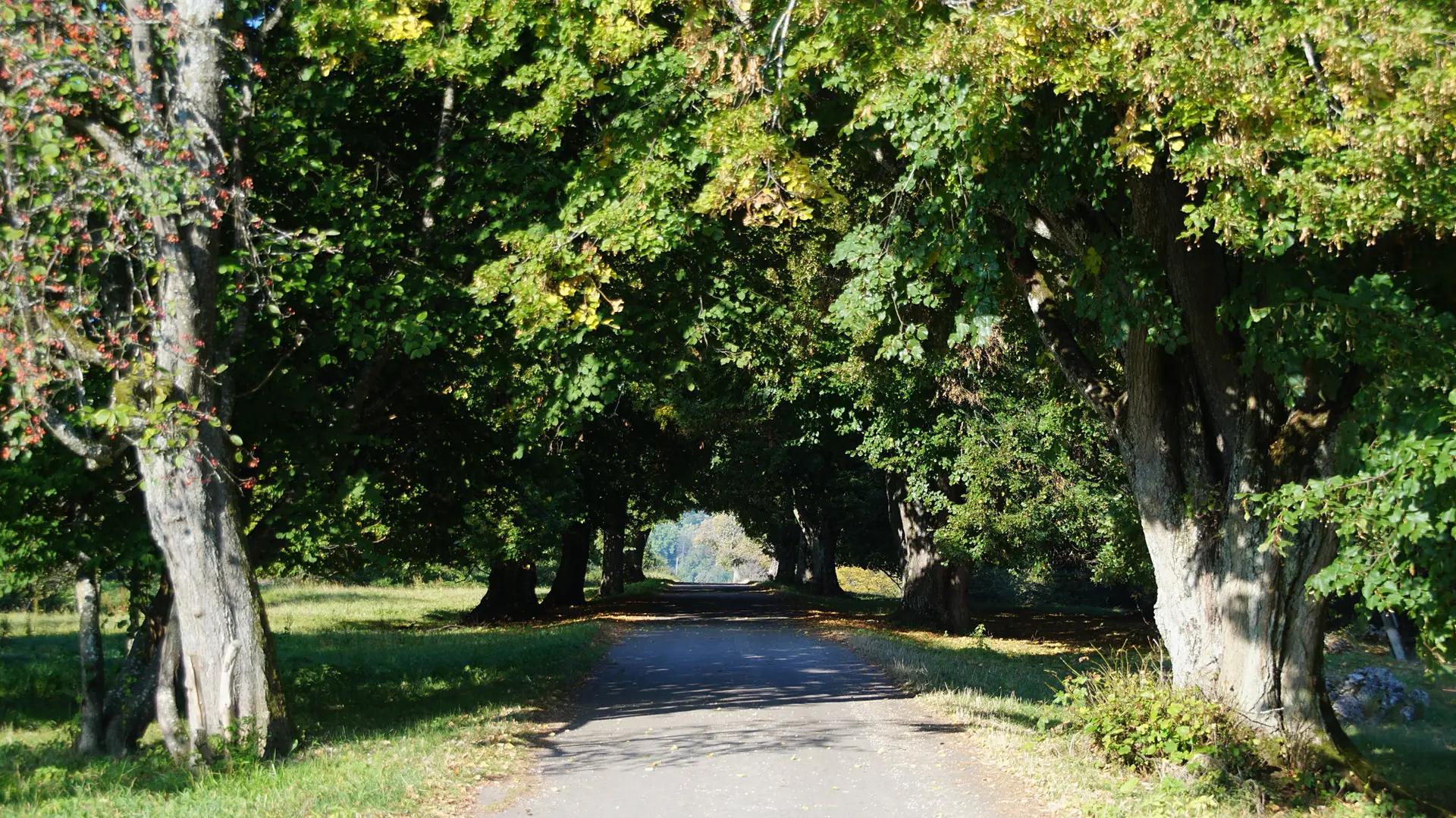 Allee