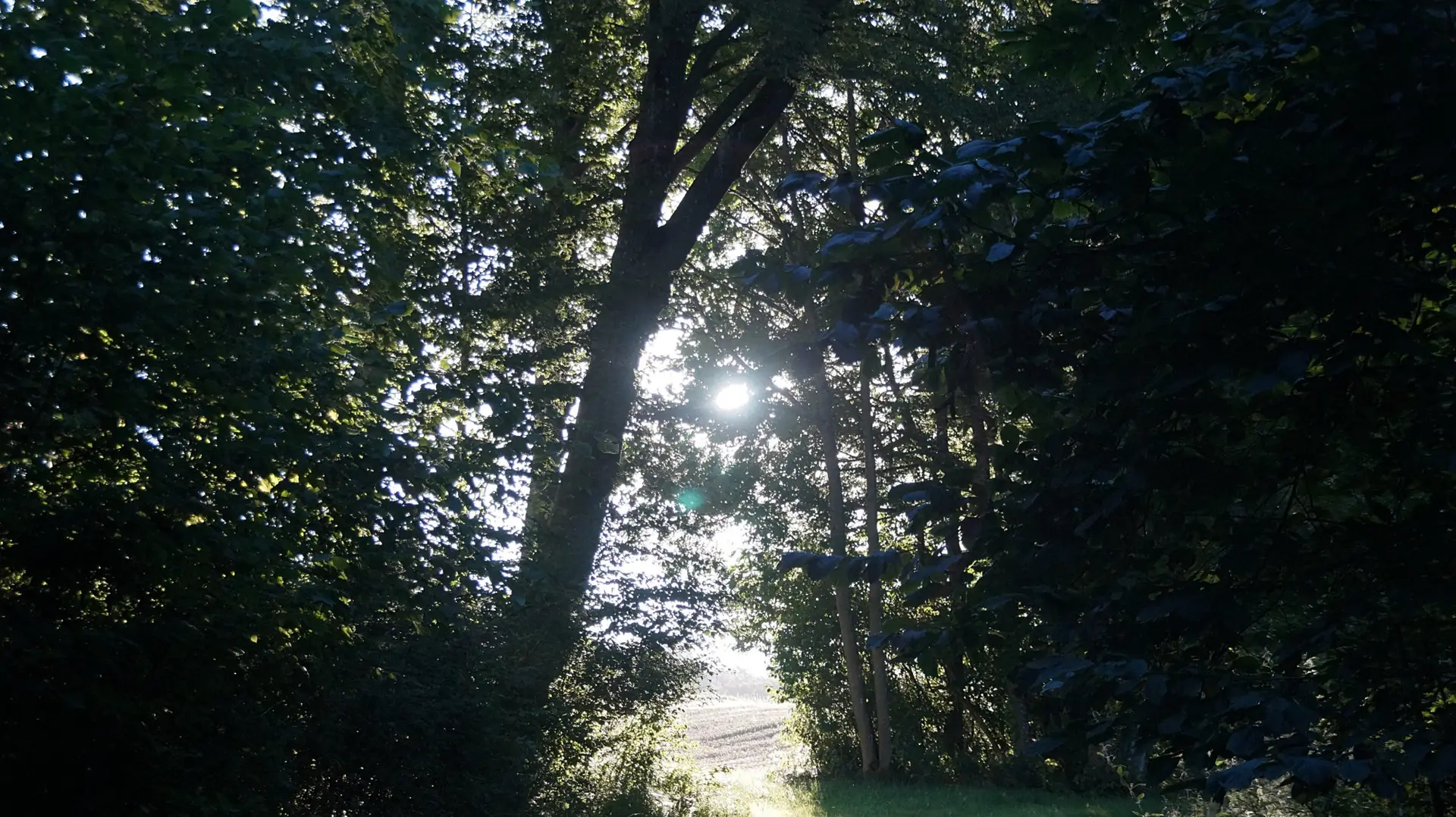 Abendsonne